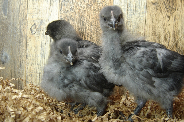 3 Pullet Chicks Week 2 - Steel Blues